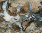 Colorful Araucaria Petrified Wood Slab - x #6783-1